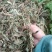 车前草野生新货自然晒干无硫熏批发零售
