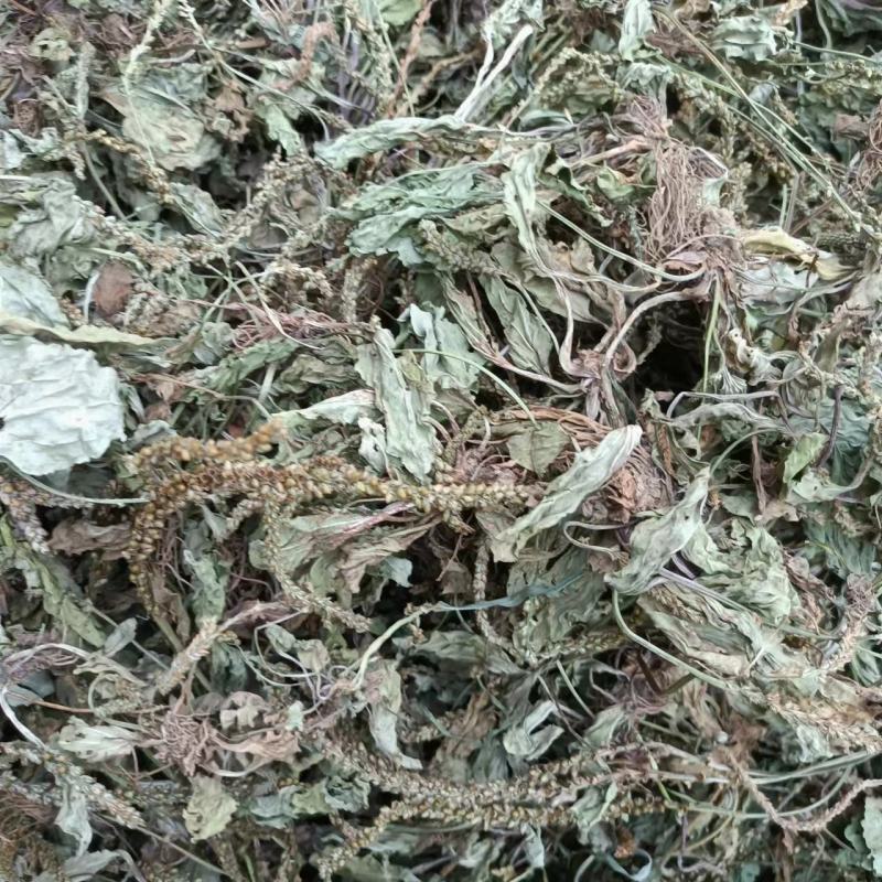 车前草野生新货自然晒干无硫熏批发零售