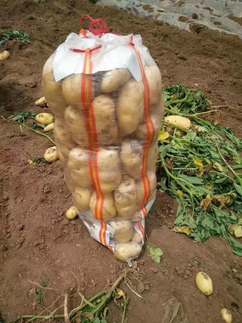 黄心土豆，个头大，表皮光滑，无青头，无虫眠，商品性好。