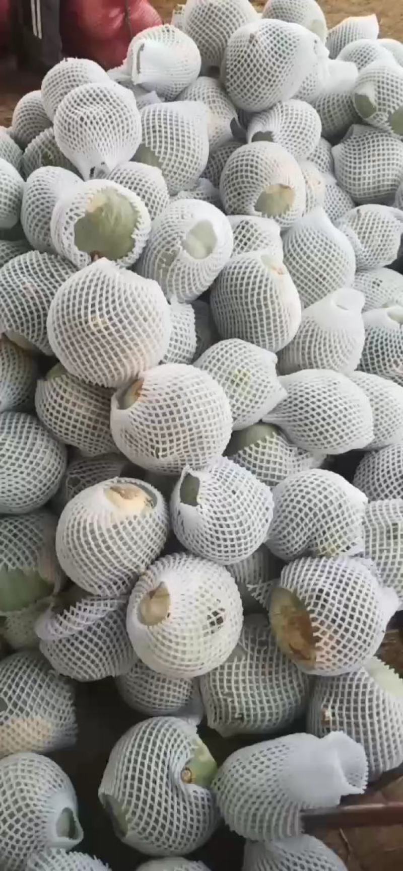 清苑县大量银栗南瓜开始上市了，有需要货源的老板请过来