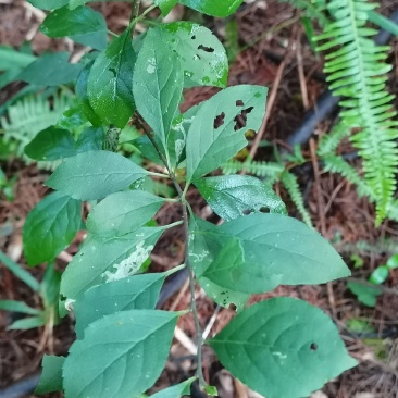 假青梅/灯花树/梅叶冬青/岗梅/苦梅/点称树/称星树/