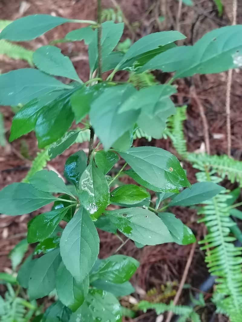 假青梅/灯花树/梅叶冬青/岗梅/苦梅/点称树/称星树/