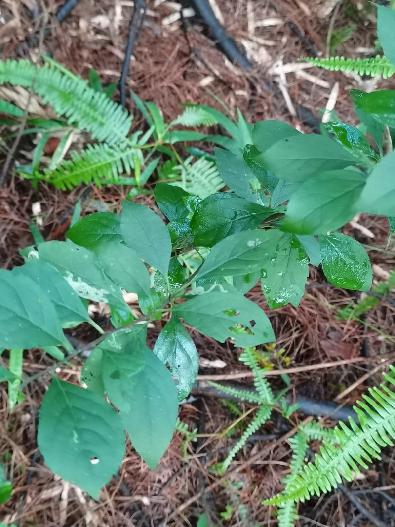 假青梅/灯花树/梅叶冬青/岗梅/苦梅/点称树/称星树/