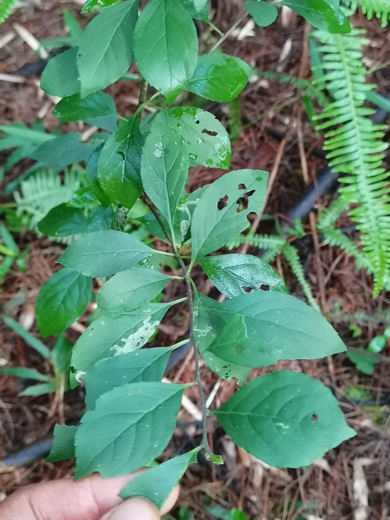 假青梅/灯花树/梅叶冬青/岗梅/苦梅/点称树/称星树/