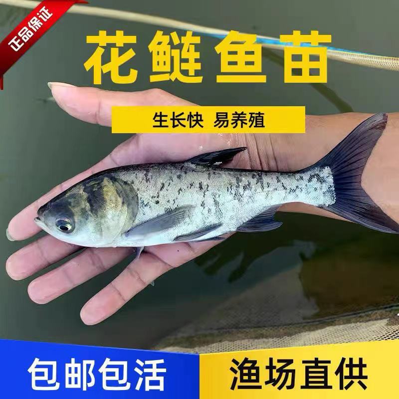 花鲢鱼苗各种规格品类齐全一手货源鱼厂直发视频看货诚信经营