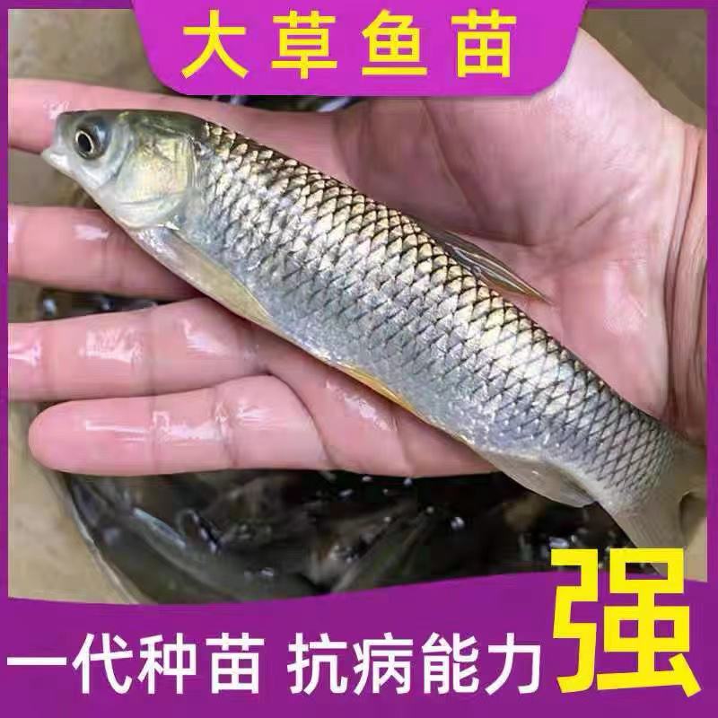 盐城长江一号草鱼苗规格齐全基地直发可视频看货欢迎电话联系