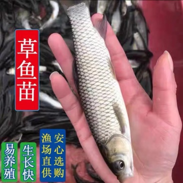 盐城长江一号草鱼苗规格齐全基地直发可视频看货欢迎电话联系