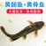 优质黄骨鱼黄颡鱼黄辣丁产量高出苗快大小规格都有原产地直发