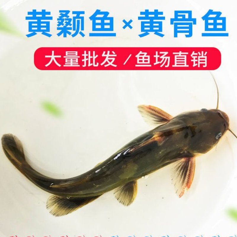 优质黄骨鱼黄颡鱼黄辣丁产量高出苗快大小规格都有原产地直发