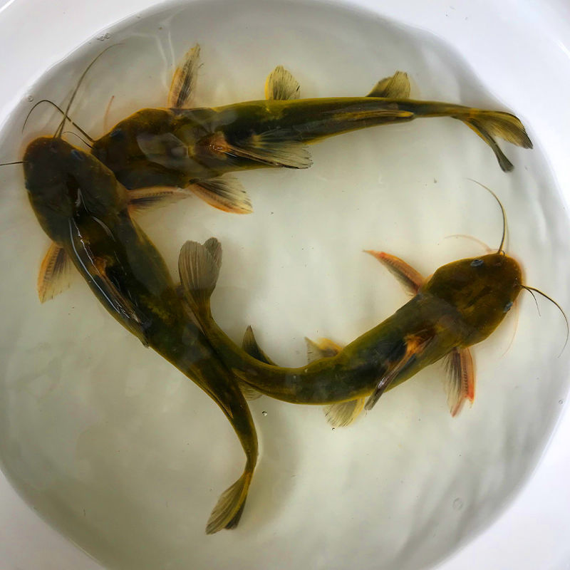 优质黄骨鱼黄颡鱼黄辣丁产量高出苗快大小规格都有原产地直发