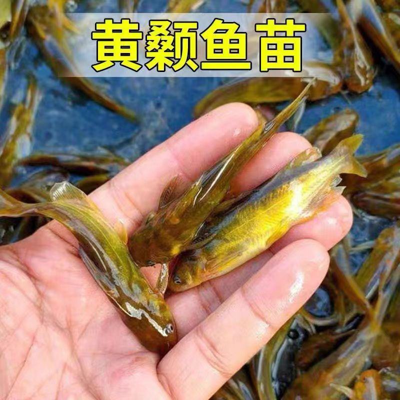 优质黄骨鱼黄颡鱼黄辣丁产量高出苗快大小规格都有原产地直发