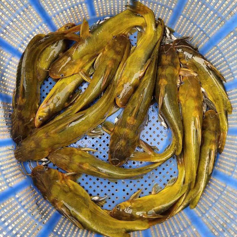 优质黄骨鱼黄颡鱼黄辣丁产量高出苗快大小规格都有原产地直发