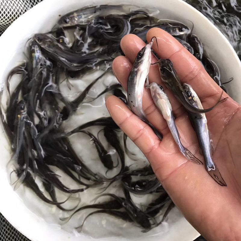 优质鮰鱼苗斑点叉尾鮰鱼鱼厂直发视频看货欢迎电话联系