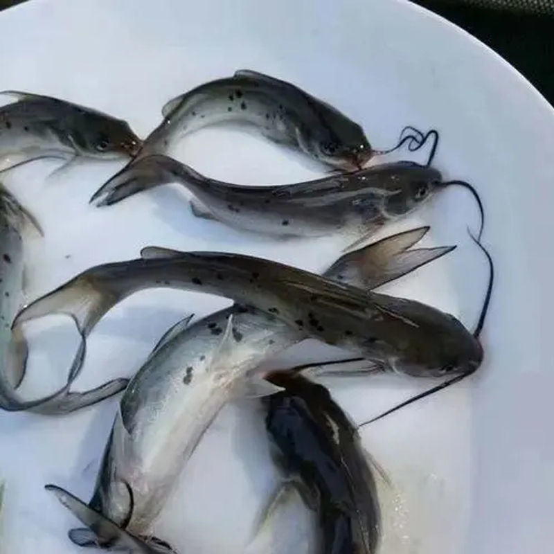 优质鮰鱼苗斑点叉尾鮰鱼鱼厂直发视频看货欢迎电话联系