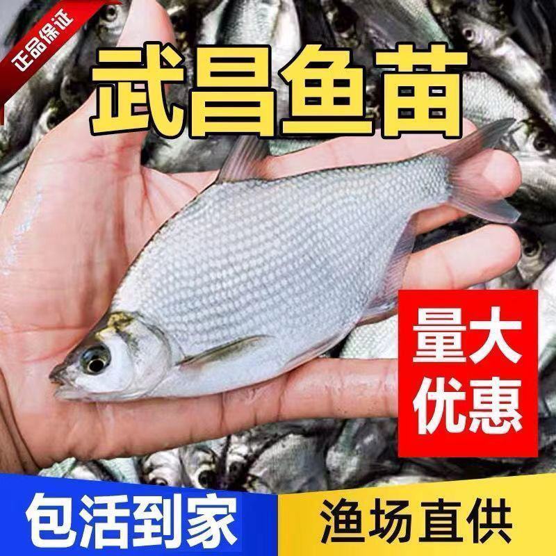 优质鳊鱼苗鲳鱼规格大小齐全批发出售量大从优欢迎联系