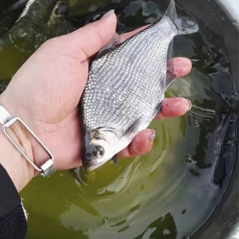 优质鳊鱼苗鲳鱼规格大小齐全批发出售量大从优欢迎联系