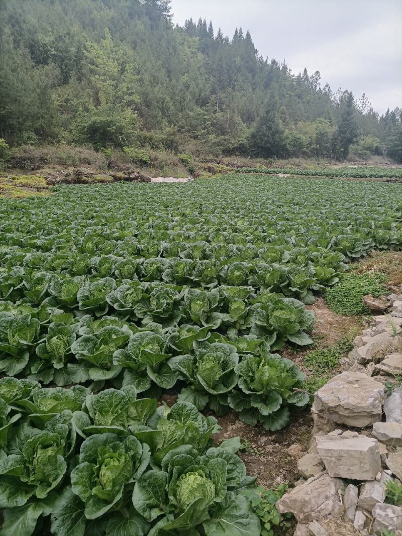 优质a货大白菜