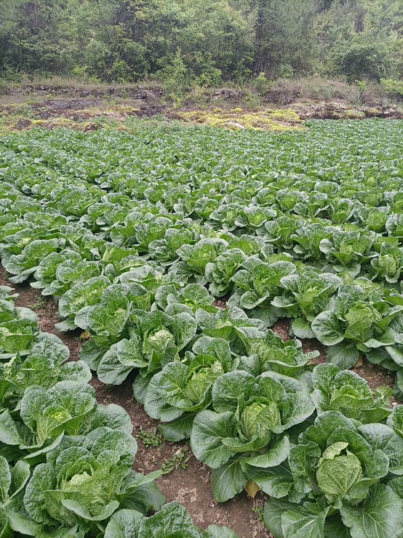 优质a货大白菜