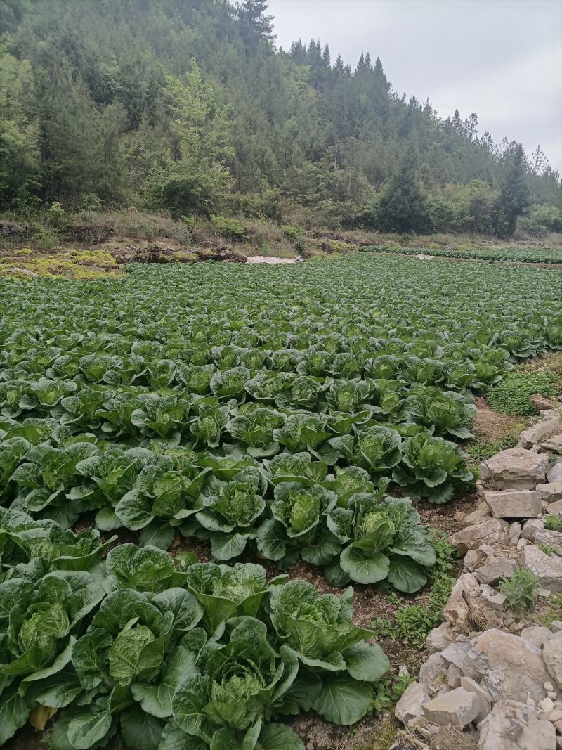 优质a货大白菜