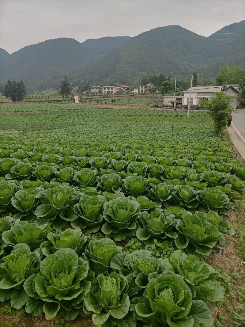 优质a货大白菜