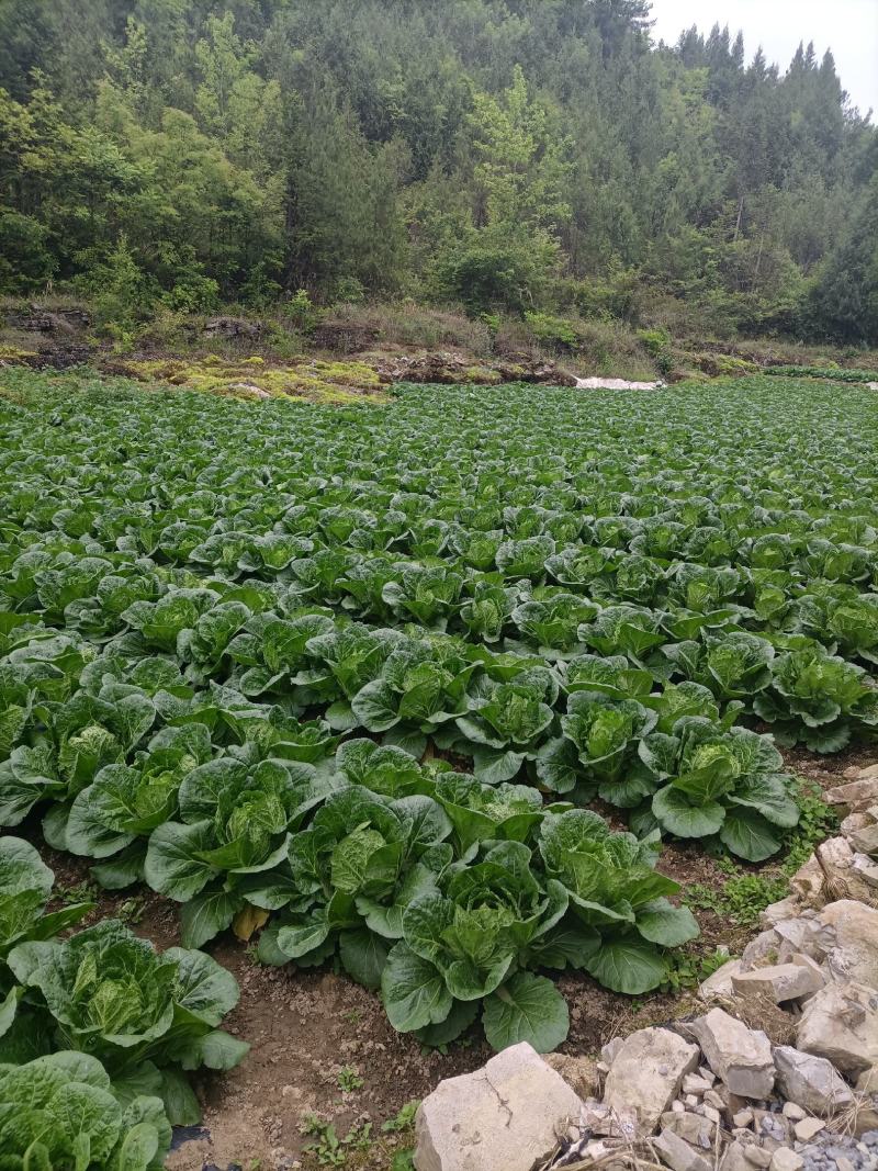 优质a货大白菜