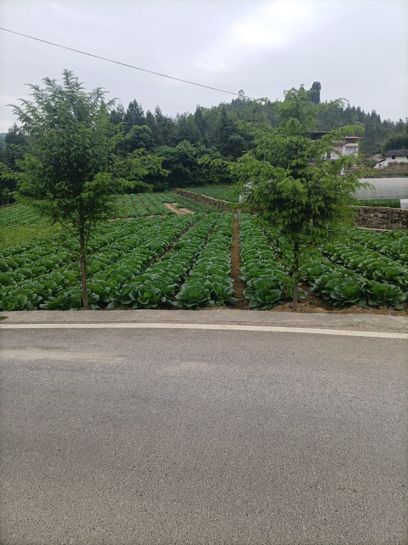 优质a货大白菜