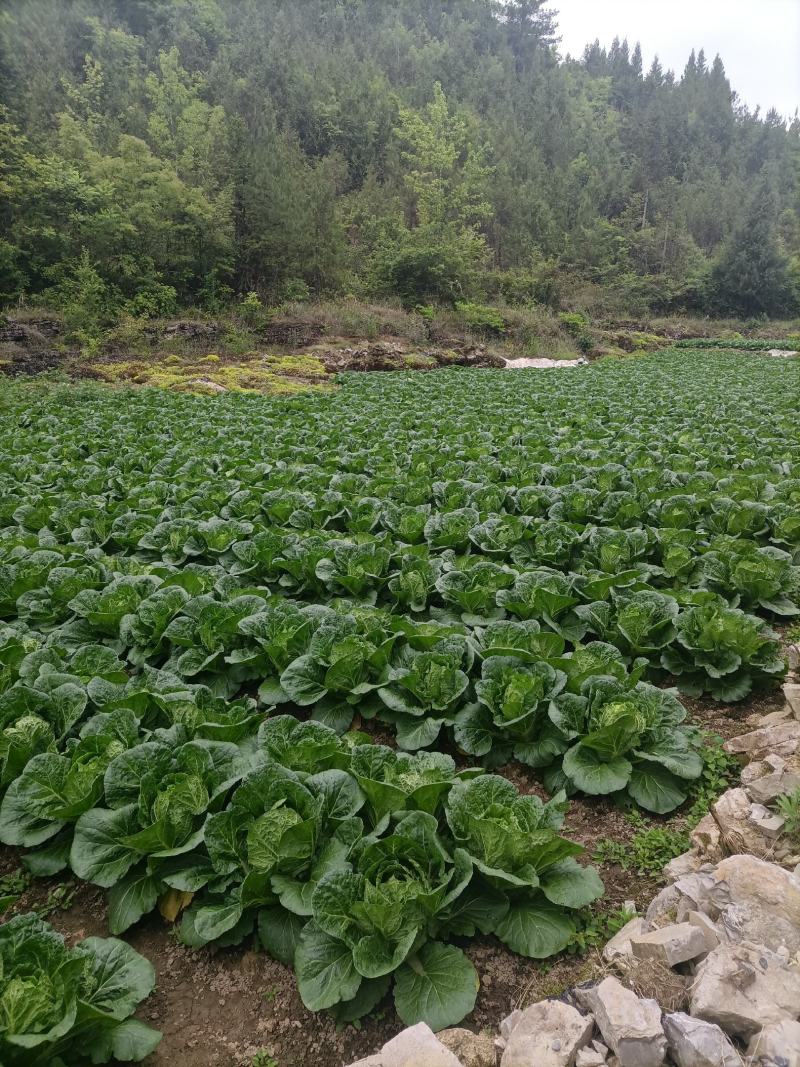 优质a货大白菜