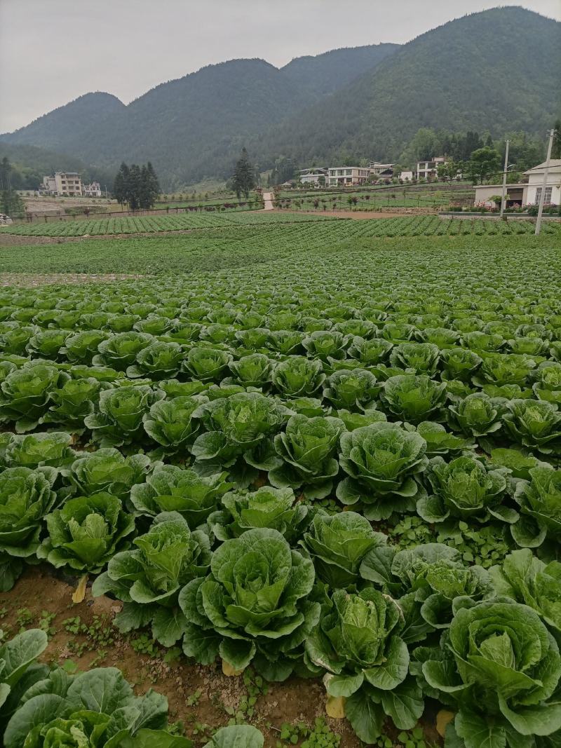 优质a货大白菜