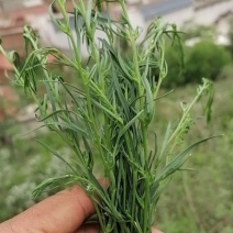 野生淫羊藿，野生麦黄草