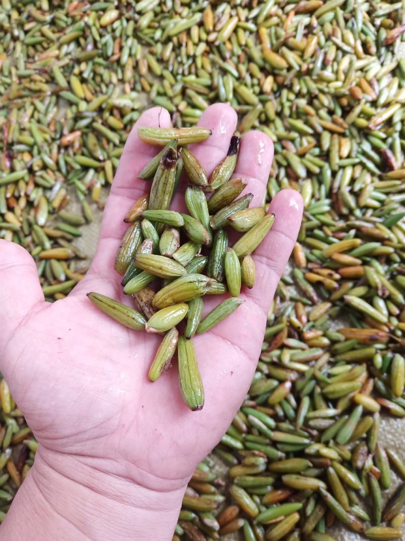 石橄榄