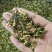 批发·莲子心500克莲子心花草茶莲子心干货