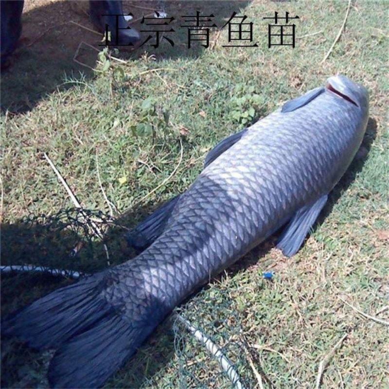 优质螺丝青鱼规格品种齐全鱼厂直销可视频看货欢迎电话联系