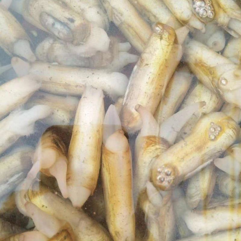 小蛏子