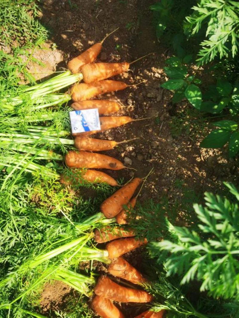 胡萝卜开始上市了！物美价廉，营养丰富。电商水洗加工