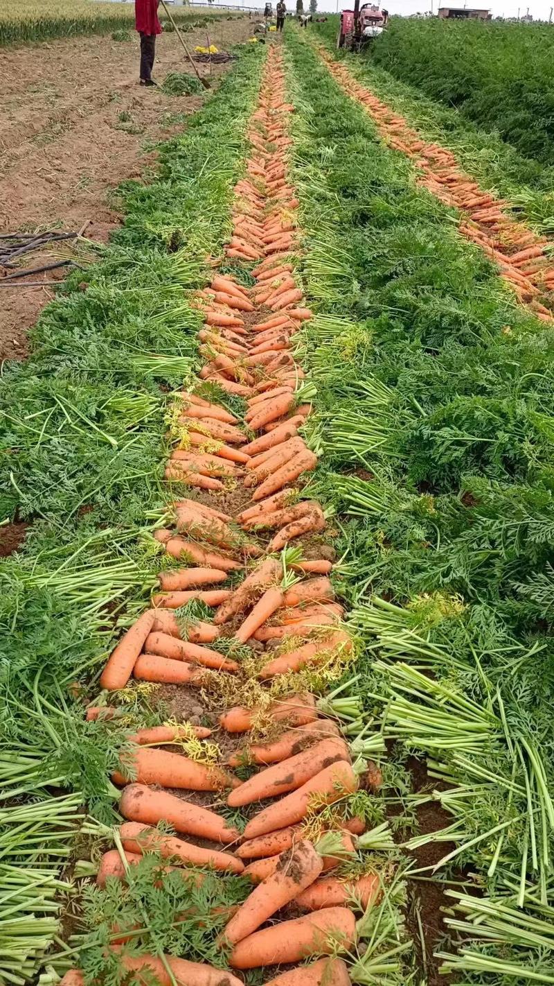胡萝卜开始上市了！物美价廉，营养丰富。电商水洗加工