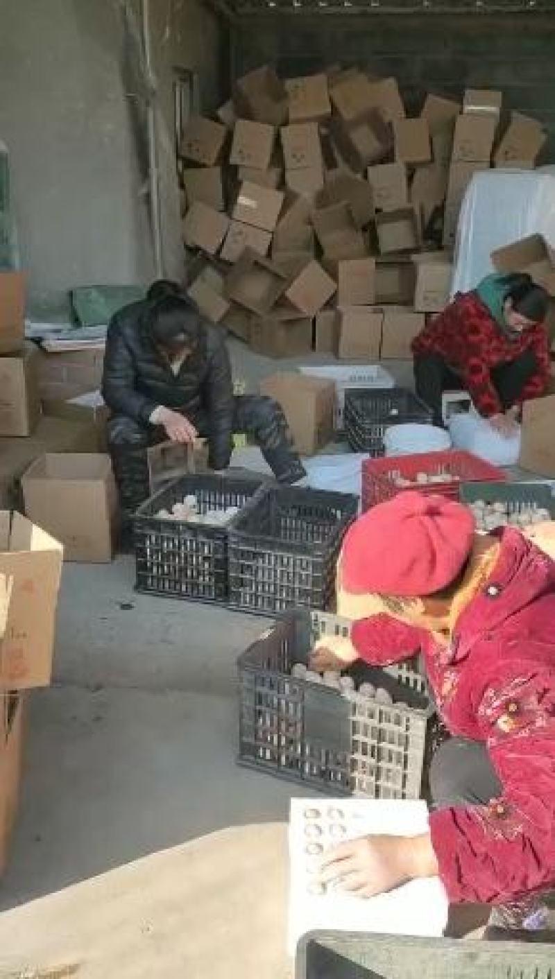 苏北高产蛋型土鸡受精种蛋可孵化农家散养新鲜土鸡种蛋