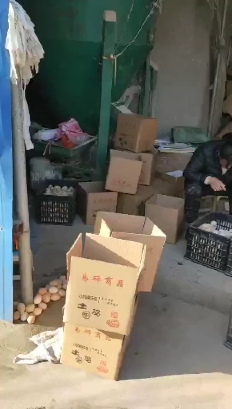 苏北高产蛋型土鸡受精种蛋可孵化农家散养新鲜土鸡种蛋
