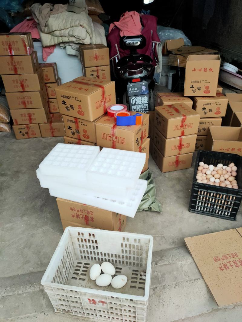 苏北高产蛋型土鸡受精种蛋可孵化农家散养新鲜土鸡种蛋