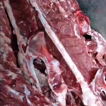 加肉羊蝎子厂家常年有货、用质量说话的一款好产品。