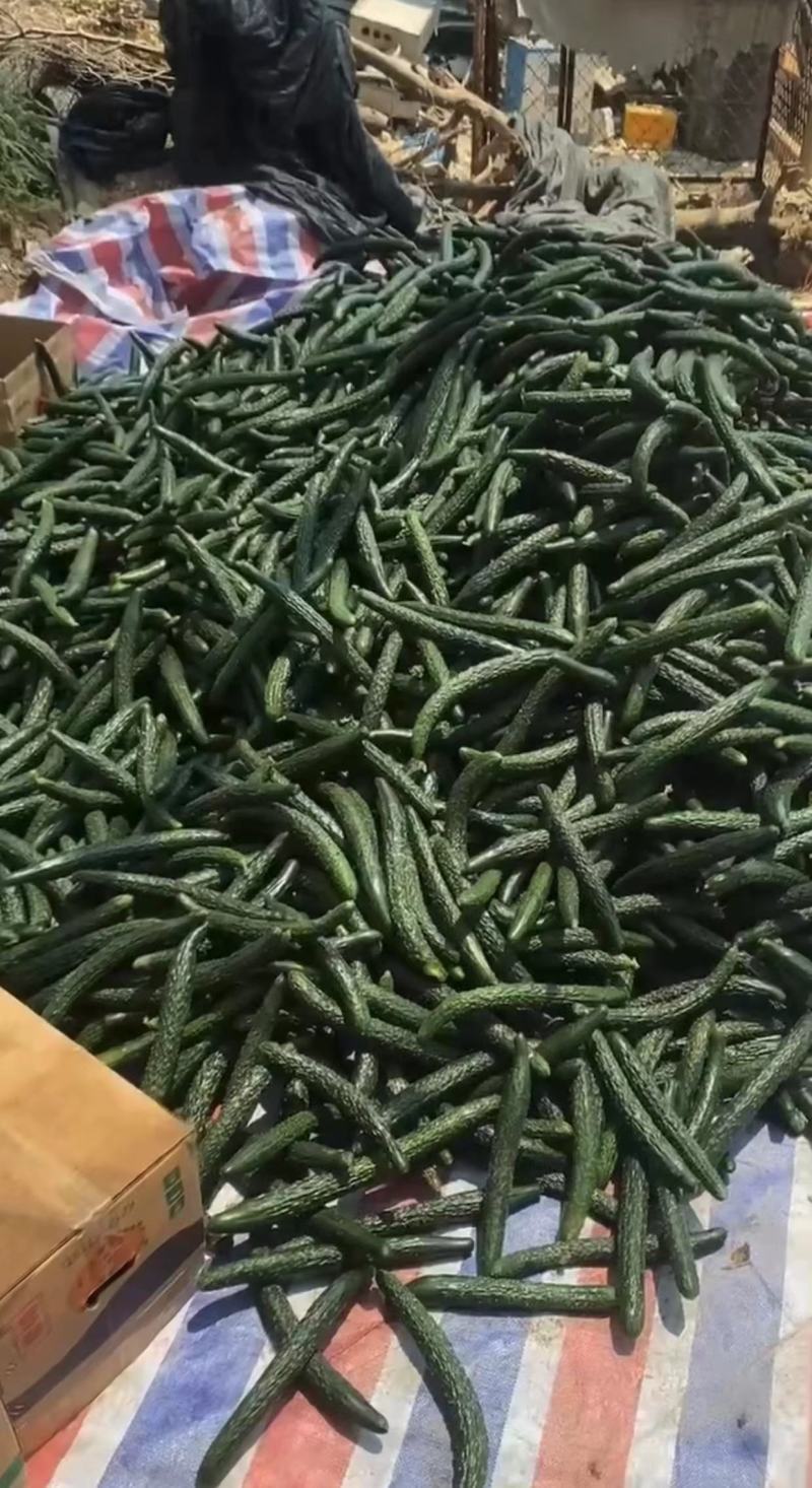密刺黄瓜，加工厂，黄瓜，油亮黄瓜次瓜。基地直供量大质优