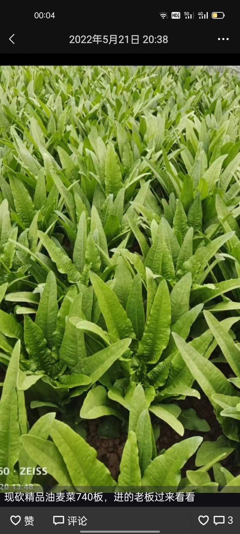 上海青油麦菜意大利