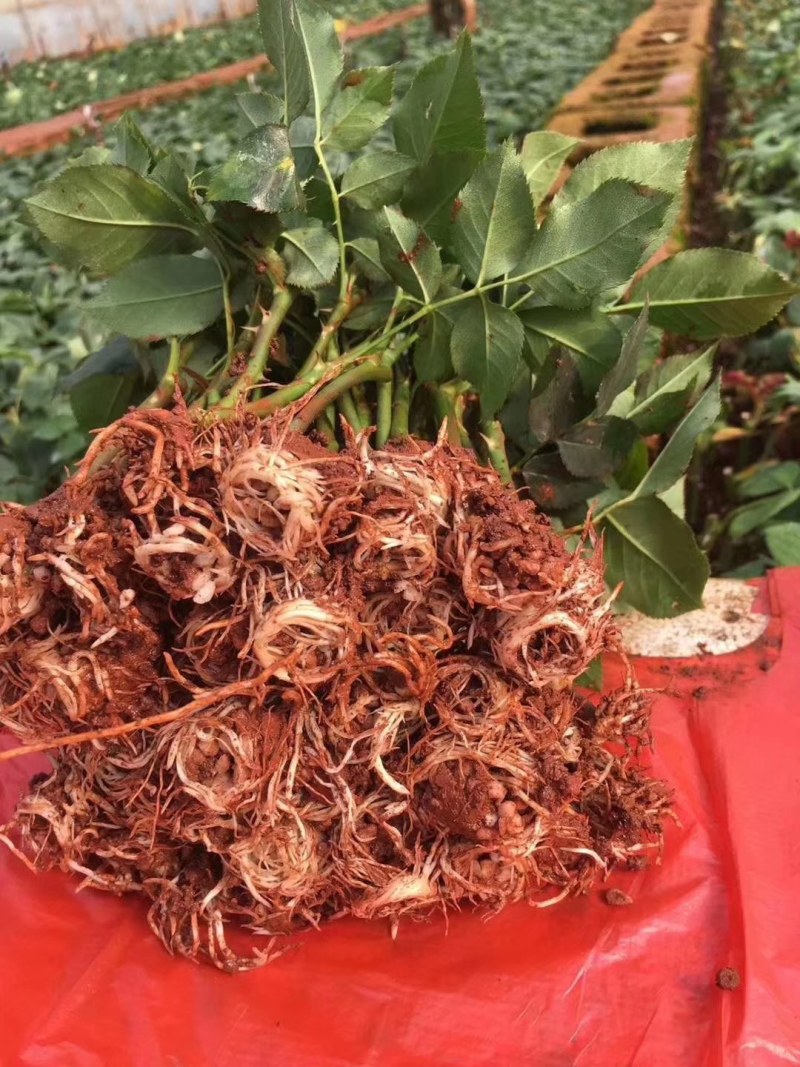 基地直销，大量供应各种月季水苗，机制苗，一到三年裸根月季