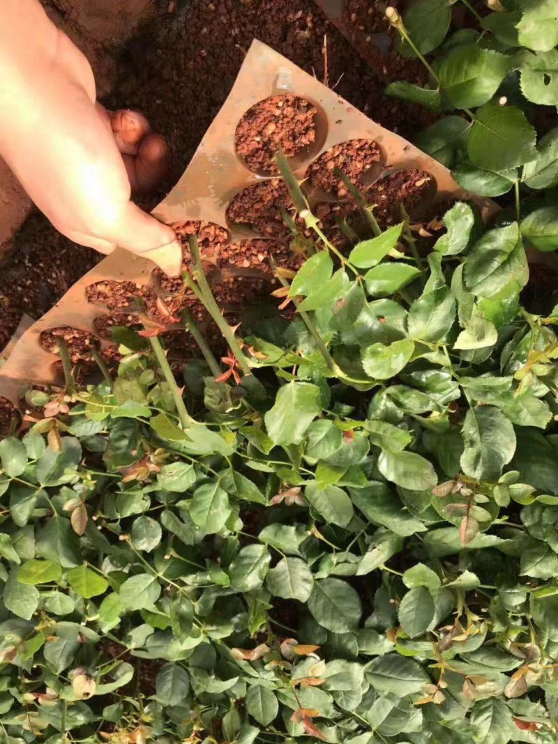 基地直销，大量供应各种月季水苗，机制苗，一到三年裸根月季