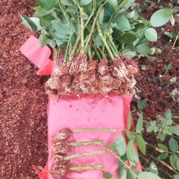 基地直销，大量供应各种月季水苗，机制苗，一到三年裸根月季
