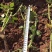 基地直销，大量供应各种月季水苗，机制苗，一到三年裸根月季