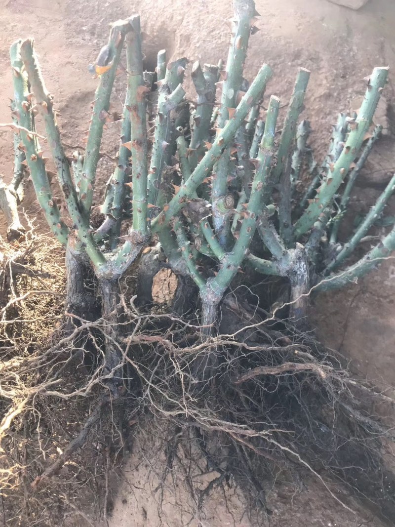 基地直销，大量供应各种月季水苗，机制苗，一到三年裸根月季