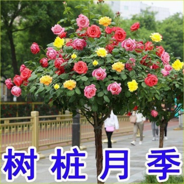 嫁接树桩棒棒糖型月季花苗高杆树状月季树特大花浓香花卉老桩