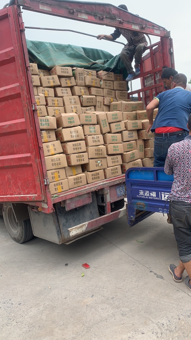 早春红玉西瓜，嘉秀精品皮薄爽口，甜蜜蜜，果香诱人