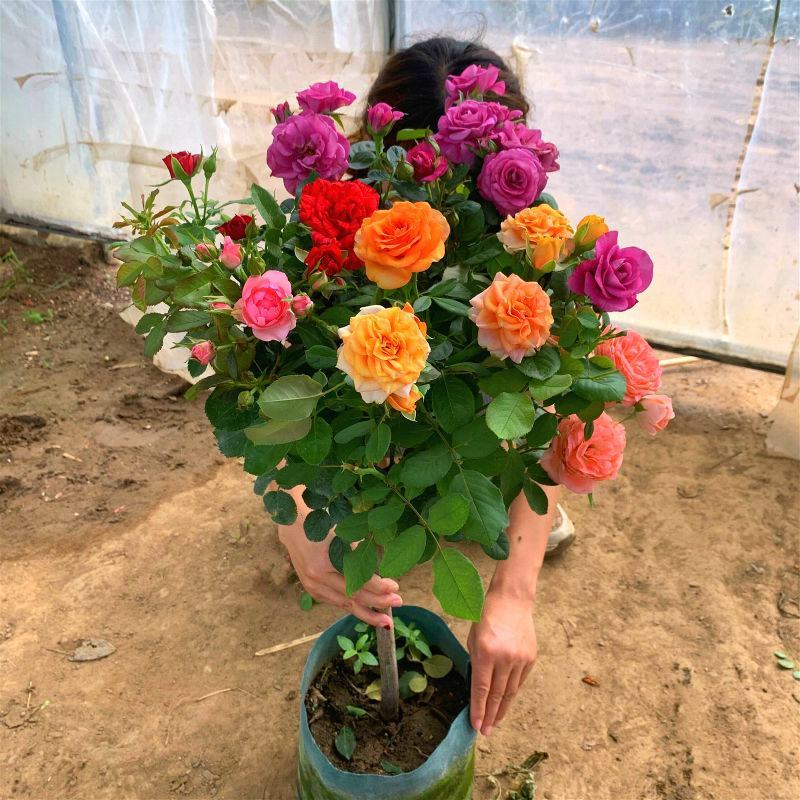 嫁接树桩棒棒糖型月季花苗高杆树状月季树特大花浓香花卉老桩