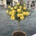 嫁接树桩棒棒糖型月季花苗高杆树状月季树特大花浓香花卉老桩